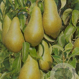 Pyrus c. 'Conference' 8-10 HO container