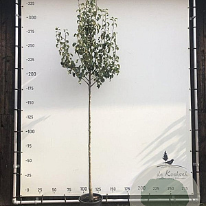 Pyrus c. 'Conference' 8-10 HO container