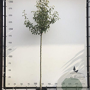 Pyrus c. 'Gieser Wildeman' 8-10 HO container