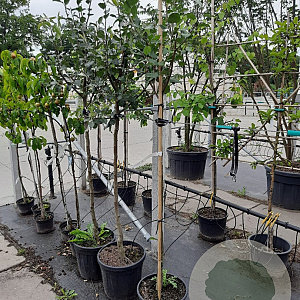 Pyrus c. 'Saint Rémy' 10-12 HA container