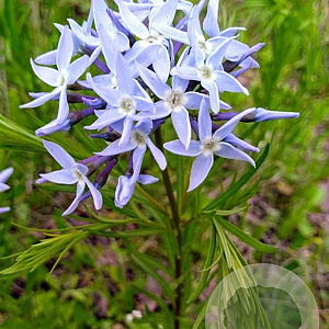 Amsonia ciliata GM P9 BIO