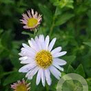 Aster ageratoides 'Ashvi' GM P9 BIO