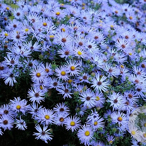 Aster oblong. 'October Skies' GM P9