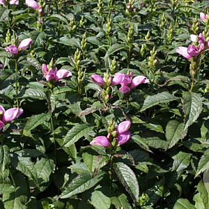 Chelone lyonii 'Hot Lips' GM P9 BIO