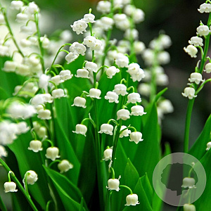 Convallaria majalis GM P9 BIO