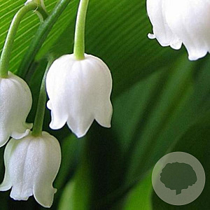 Convallaria maj. 'Bridal Choice' GM P9 BIO