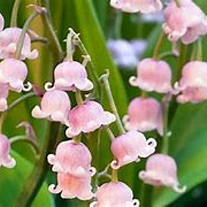 Convallaria maj. 'Rosea' GM P9 BIO
