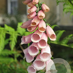 Digitalis purp. 'Sutton's Apricot' GM P9 BIO
