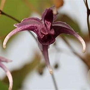 Epimedium 'Phoenix' GM P9 BIO
