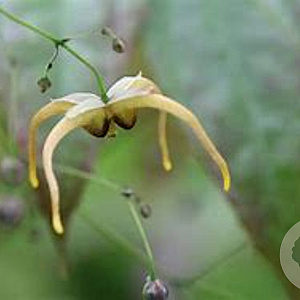 Epimedium 'The Giant' GM P9 BIO