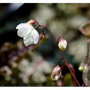 Epimedium 'Alabaster' GM P9 BIO