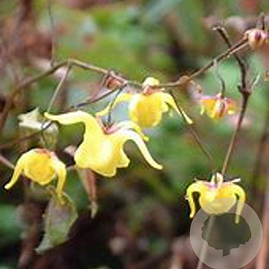 Epimedium davidii 'Goldglanz' GM P9 BIO