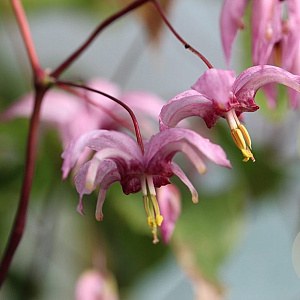 Epimedium 'Enchantress' GM P9 BIO