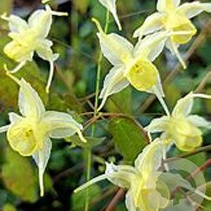 Epimedium 'Flowers of Sulphur' GM P9 BIO