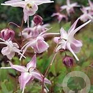 Epimedium grandiflorum 'Akebono' GM P9 BIO