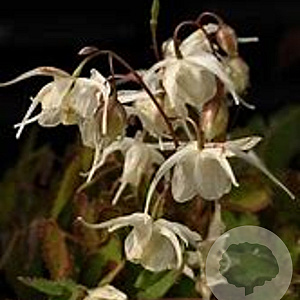 Epimedium grandiflorum 'Creeping Yellow' GM P9 BIO