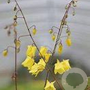 Epimedium 'Lemon Zest' GM P9 BIO
