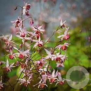 Epimedium pubigerum 'Bluetentanz' GM P9 BIO