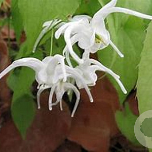 Epimedium sempervirens 'Okuda's white' GM P9 BIO