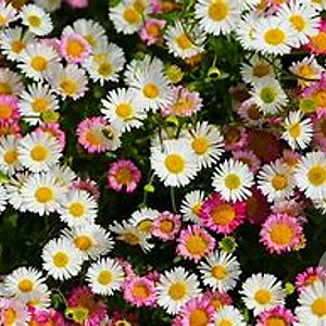 Erigeron karvinskianus GM P9 BIO