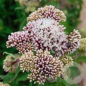 Eupatorium cannabinum 'Plenum' GM P9 BIO