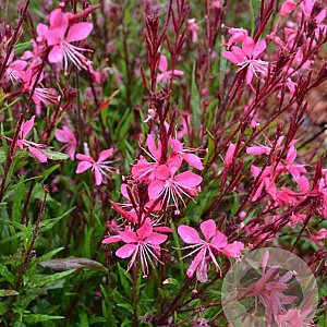 Gaura l. 'Graceful Pink' GM P9