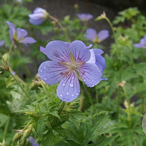 Geranium 'Blue Cloud' GM P9 BIO