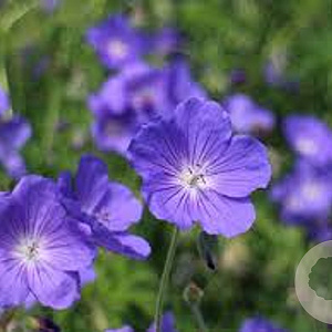 Geranium 'Eureka Blue' GM P9 BIO