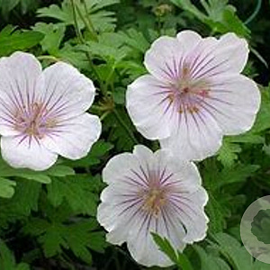 Geranium himalayense 'Derrick Cook' GM P9 BIO