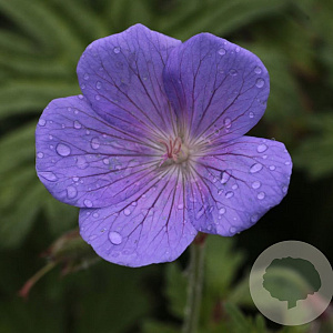 Geranium himalayense 'Irish Blue' GM P9 BIO