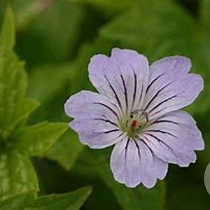 Geranium nodosum GM P9 BIO