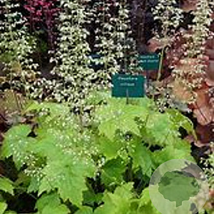 Heuchera villosa 'Chantilly' GM P9 BIO
