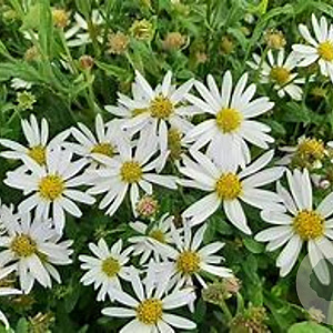 Kalimeris incisa 'Alba' GM P9 BIO