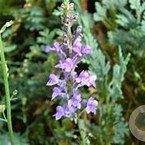 Linaria purpurea GM P9 BIO