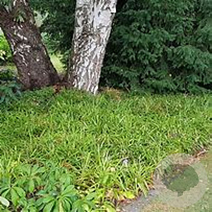 Luzula sylvatica GM P9 BIO