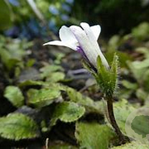 Mazus radicans GM P9 BIO