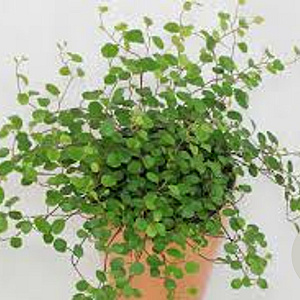 Muehlenbeckia complexa GM P9 BIO