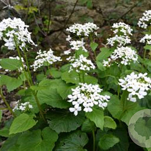 Pachyphragma macrophyllum GM P9 BIO