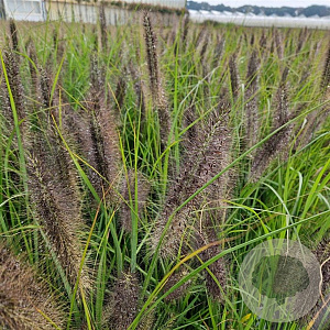 Pennisetum al. 'Redhead' 50-60 cm 2,5L