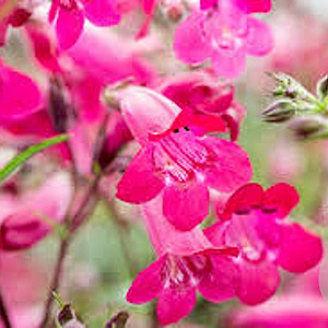 Penstemon 'Garnet' GM P9 veenvrij