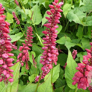 Persicaria a. 'JS Caliente' GM P9 BIO