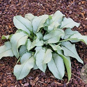 Pulmonaria 'Blake's Silver' GM P9 BIO