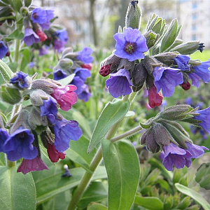 Pulmonaria mollis GM P9 BIO