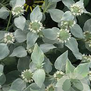 Pycnanthemum muticum GM P9 BIO