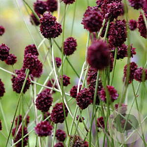 Sanguisorba 'Chocolate Tip' GM P9 BIO