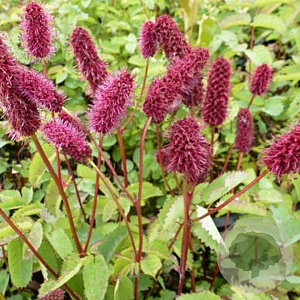 Sanguisorba menziesii GM P9 BIO