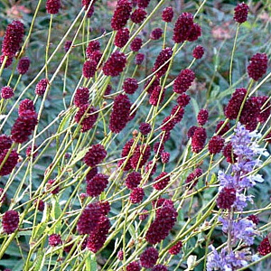 Sanguisorba officinalis 'Lum' GM P9 BIO