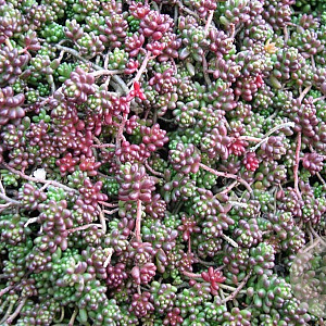 Sedum album 'Coral Carpet' GM P9 BIO