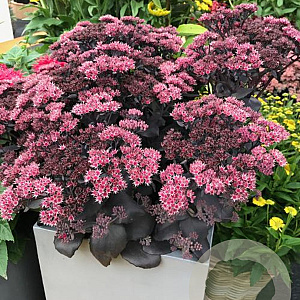 Sedum 'Mojave Jewels Diamond' GM P9 BIO