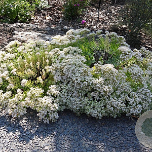 Sedum 'Thundercloud' GM P9 BIO